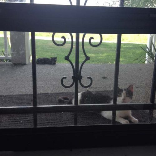 A Soft Spot For Strays Image